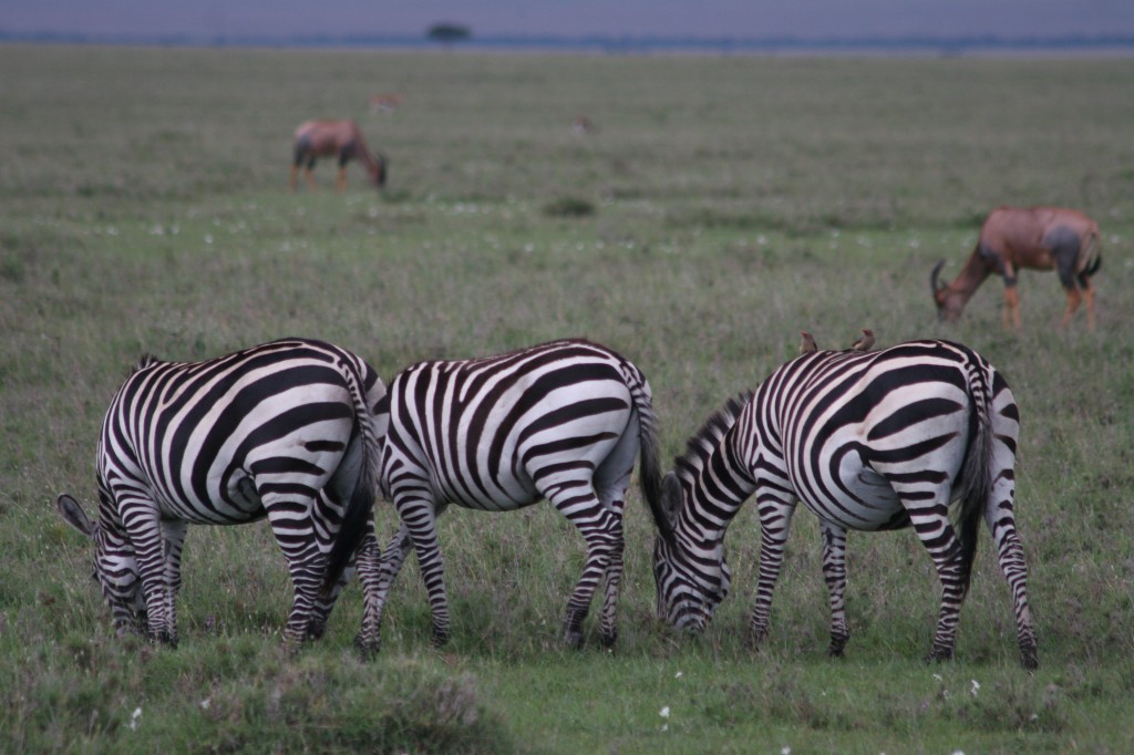 Nairobi National Park 2009